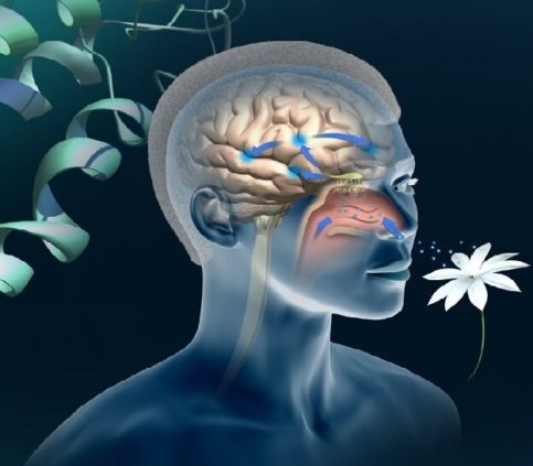 While cognitive symptoms are generally the first signs of Alzheimer’s, sense of smell and hearing loss are both connected to brain function and health.