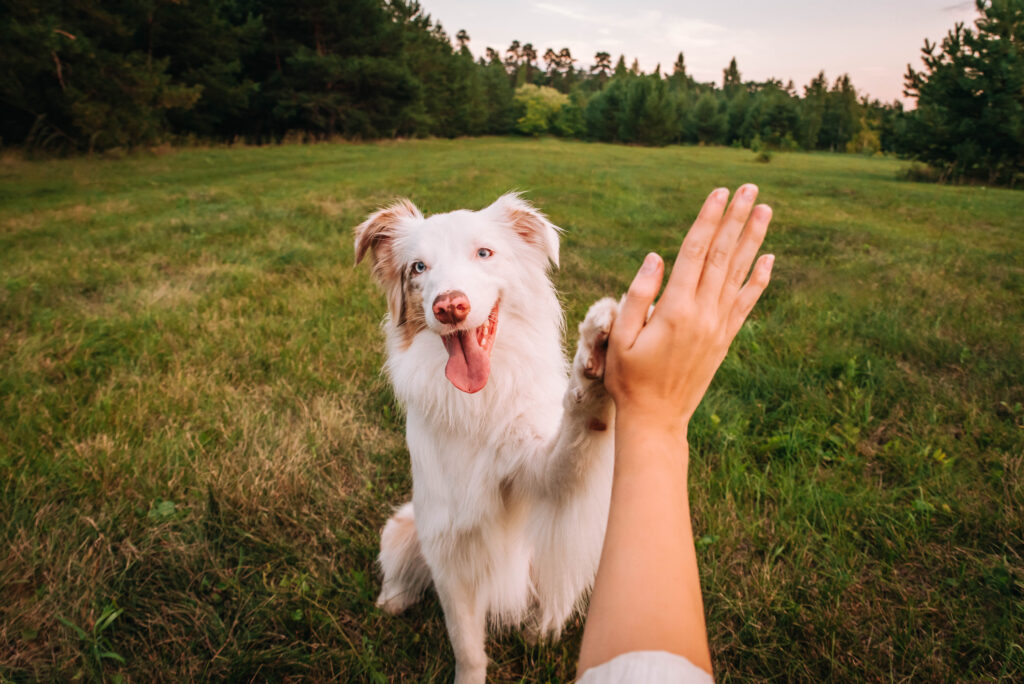 Keeping Our Dogs Healthy and Active: Celebrating Canine Fitness Month this April