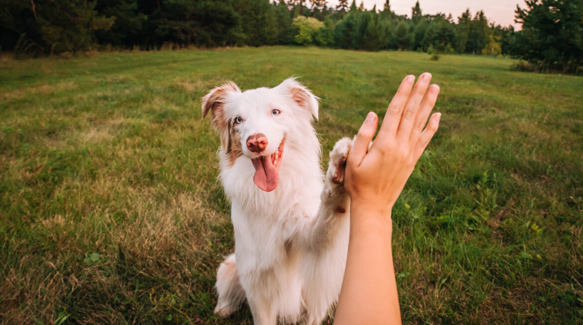 Keeping Our Dogs Healthy and Active: Celebrating Canine Fitness Month this April