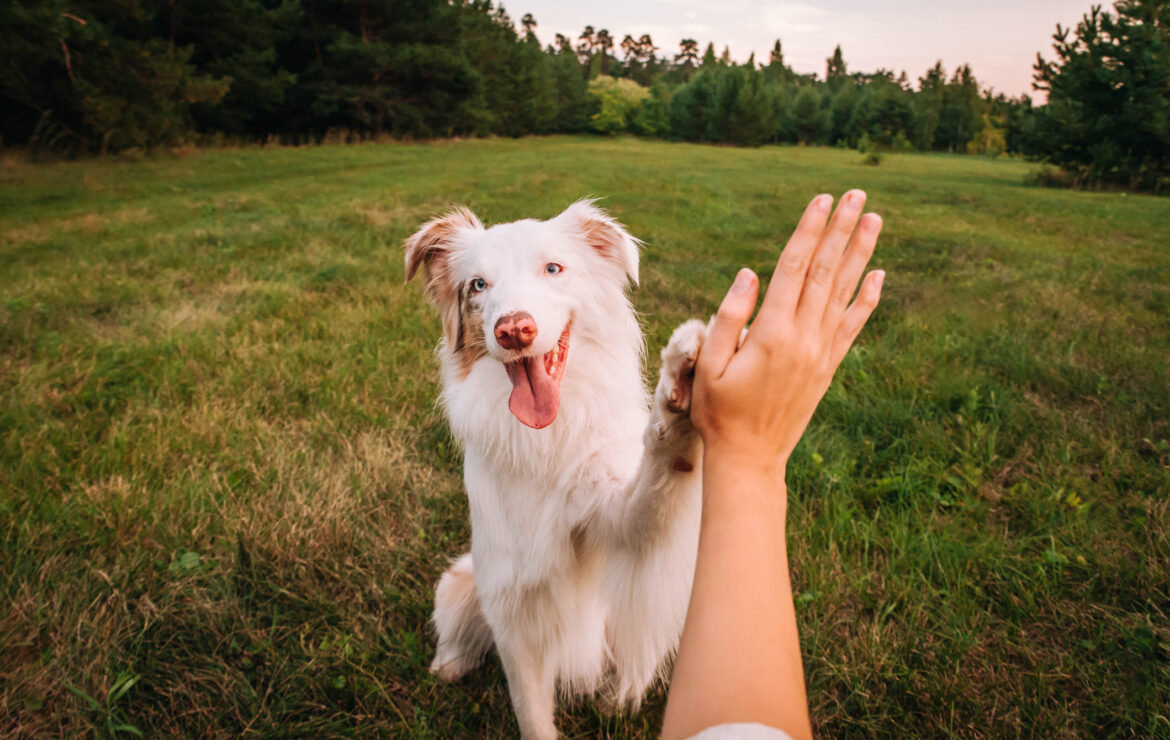 Keeping Our Dogs Healthy and Active: Celebrating Canine Fitness Month this April
