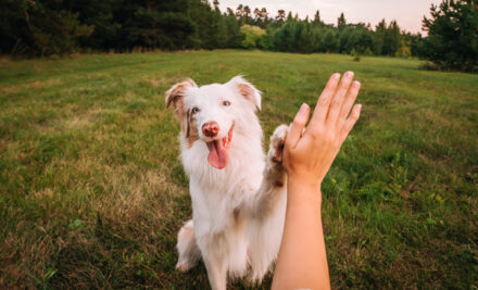 Keeping Our Dogs Healthy and Active: Celebrating Canine Fitness Month this April