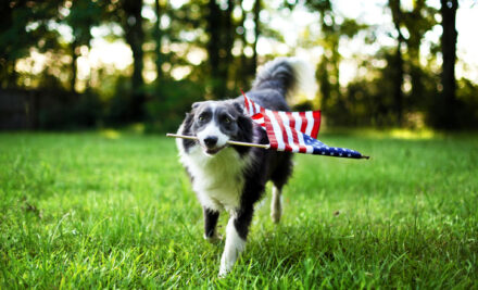 Celebrate with Your Furry Friends: Pet-Friendly 4th of July Tips