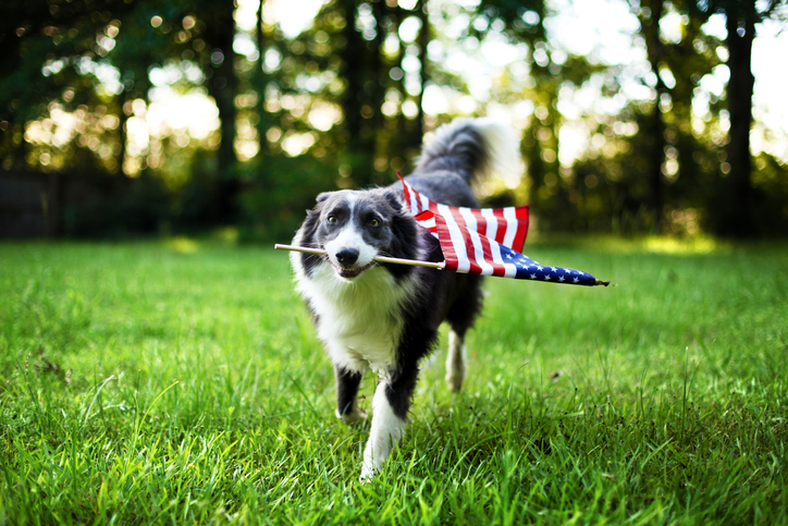 Celebrate with Your Furry Friends: Pet-Friendly 4th of July Tips