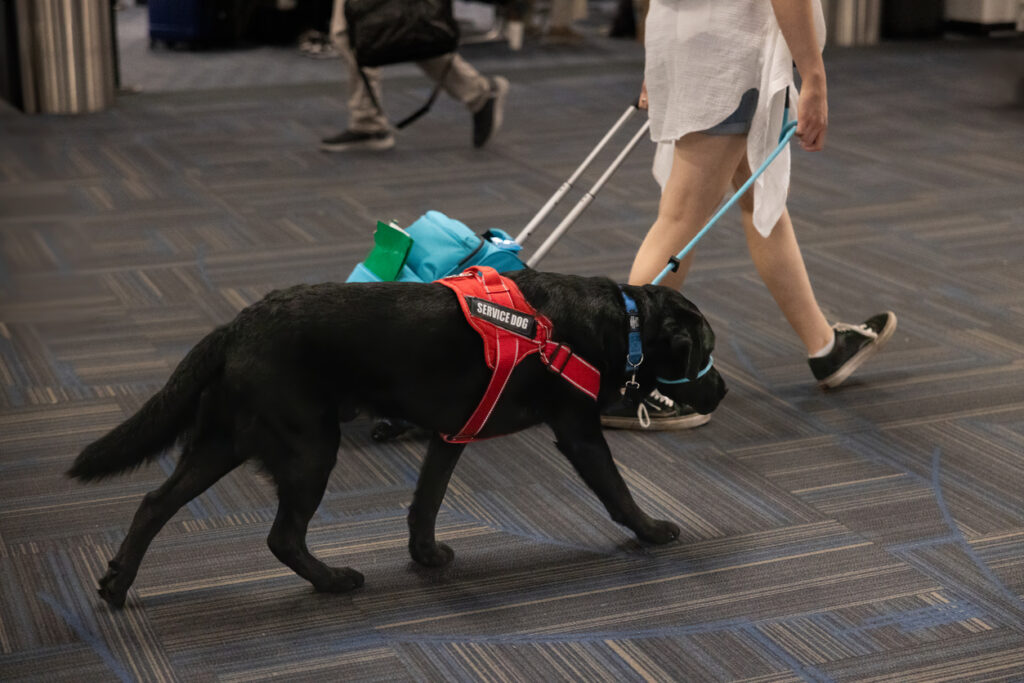 Beyond Companionship: How Service Dogs Enhance Independence and Confidence