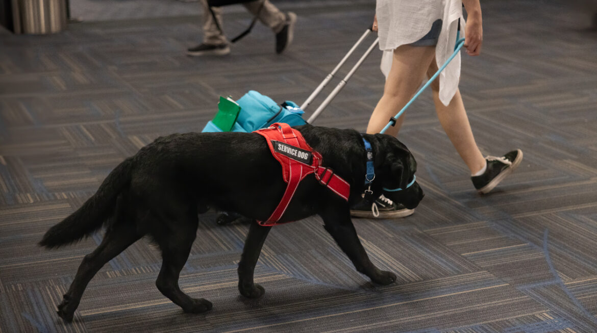 Beyond Companionship: How Service Dogs Enhance Independence and Confidence