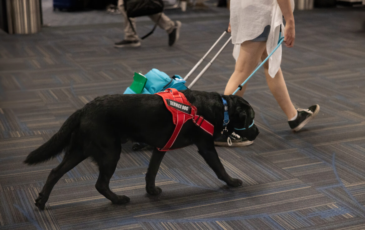 Beyond Companionship: How Service Dogs Enhance Independence and Confidence