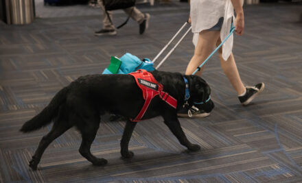 Beyond Companionship: How Service Dogs Enhance Independence and Confidence