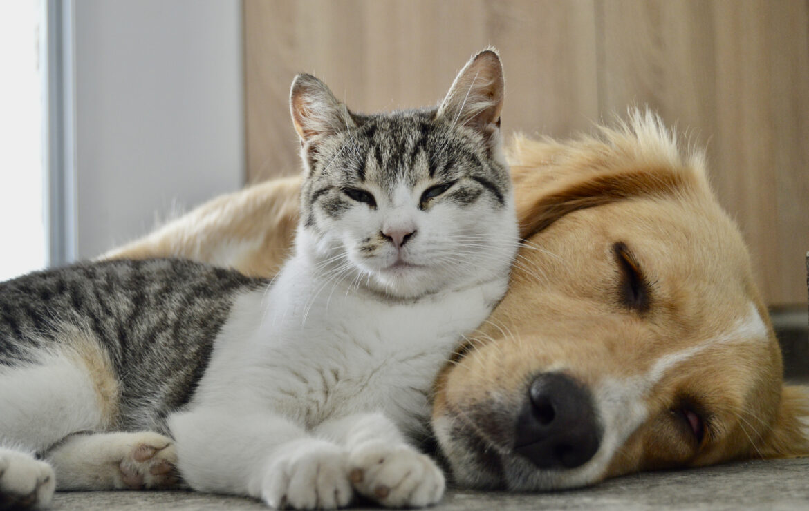 Adopting a Senior Pet: What You Need to Know