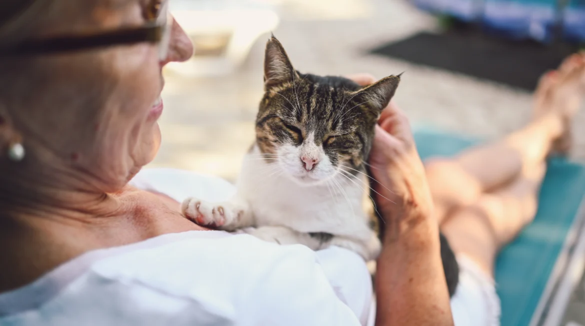 Protected: The Purrfect Retirement Friend: Best Cat Breeds for Seniors