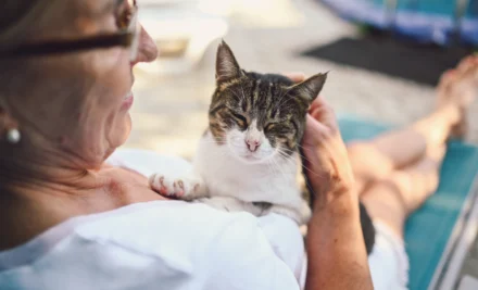 Protected: The Purrfect Retirement Friend: Best Cat Breeds for Seniors